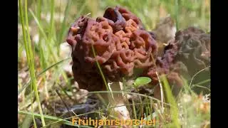 Pilze im Saarland - Teil 2: Schlauchpilze (Ascomyzeten)
