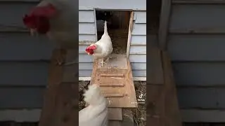 Monday Morning- Chicken Coop Opening #shorts #tiktok