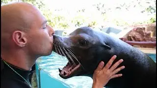 Sea Lion's Medical Training