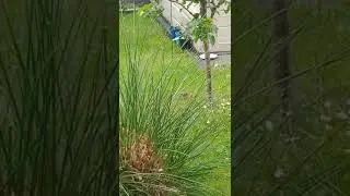 Vogel Mutter gibt Vogel Kind essen