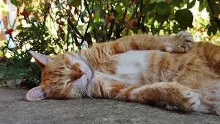 Zen Master Cat (Mini Movie)