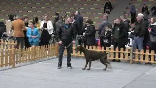 Novi Grad Dog Show 2025