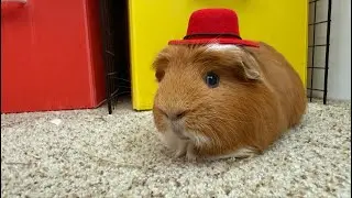 Changing the guinea pigs cage ￼