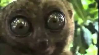 Ehy Cucciolina