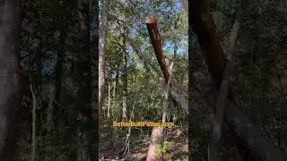 Hazardous tree removal 