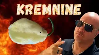 Обзор Kremnine Chile &mdash; Borg 9 Peach Pepper X Creamo от Refining Fire Chiles