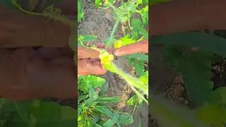 NO TODA LA FLOR DA SANDIA