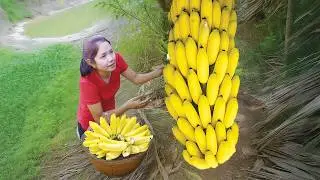 Harvesting Giant Banana Bunches &ndash; Fresh Golden Bananas from the Jungle to the Market!