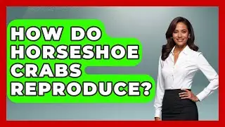 How Do Horseshoe Crabs Reproduce? - The Marine Life Explorer