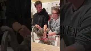 Epic collection of cat baths 🙀🛁#funnyvideos #fyp #usa #catsoftiktok #catlover #funnycat