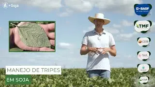 Tripes em soja