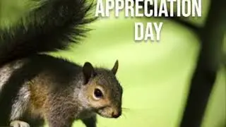 Happy National Squirrel Appreciation Day 