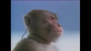 Monkey having Mountain Penguin vibe