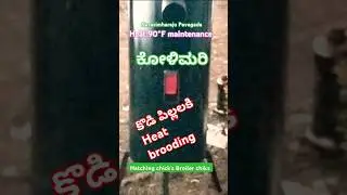 #broiler_poultry_farm #brooding #hatching #chicks #temprature #vairal #song