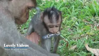 Adorable baby monkey breastfeeding #0096