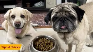 Labrador Dog & Pug Dog are eating their food - Dog eating habits - Dog feeding problems #PetDog