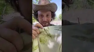 How To Print Leaves On Clothes In Nature #outdoors #bushcraft #naturelovers #sustainable