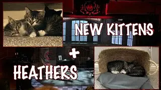 I GOT NEW KITTENS + HEATHERS THE MUSICAL VLOG | IZZY EDWARDS