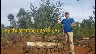 Kỹ thuật trồng chà là nhanh phát triển !