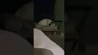 Cat still sleeping over near fire place relaxing there
