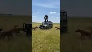 Cactus Man vs Hyenas.#animals #wildanimals