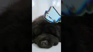 Пока ТувиРуви спит случается и такое💤😁 #mexicancat #whileyousleep #прикол #tiktokviral #tiktok