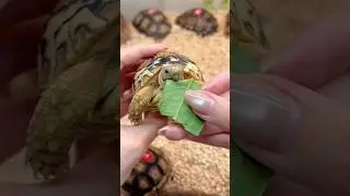 Tiny Tortoise Snack Attack 😋🥬 #TortoiseLife #TortoiseLove #TortoiseMoments #SlowAndCute #TinyTurtle