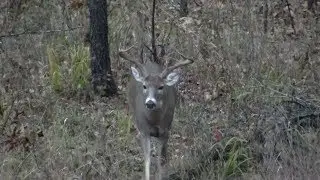 Top Tips for Trail Camera Placement