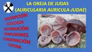 La oreja de Judas (Auricularia auricula-judae)