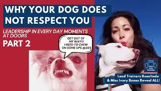 Leadership Through Everyday Moments PT 2 Training Your Dog not to door dash