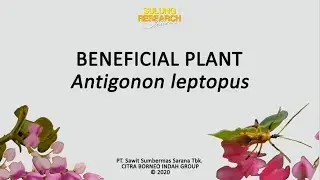 Antigonon leptopus | Beneficial Plants