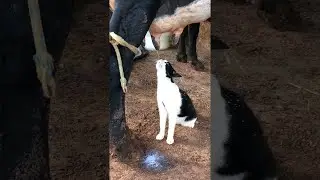 Cat Drinks Milk Straight From the Udder || ViralHog