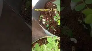 Amazing green  chilli #shortvideo #harvesting #garden
