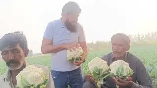 Hybrid cauliflower aleeza 198. Farmer are highly satisfied. Rachna Agri business company Gujranwala 