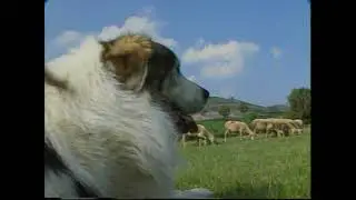 Le berger des Pyrénées / Le Patou