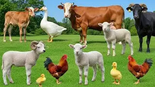 Farm Life Animal Sounds: Cow, Pig, Goat, Sheep, Duck, Chicken