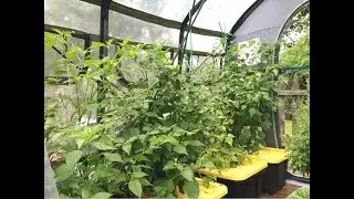 B.A. Kratky - Outdoor Hydroponics Surprise Failure