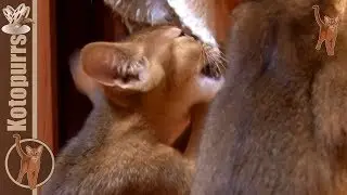 Хозяйка! Ты неправильно положила плед! :) [kotopurrs]