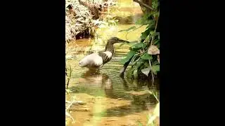 Pond Heron #shorts