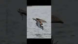 Diving masterfully executed. Osprey successfully dives in the water and flys out with a 🐟 #ospreys
