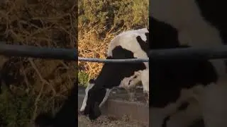 Cow Videos for  |  Cow Videos | Cutes Cows Video | Rapid Kids TV cow,