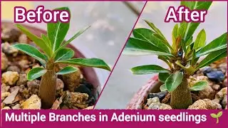 How to grow multiple branches in adenium seedling🌱 छोटे अडेनियम को घना कैसे बनाएं।#adenium#seedling#