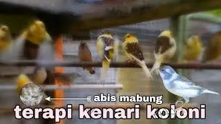 terapi koloni kenari || sehabis mabung #kenarimabung #masterankenari #kenaripaud #terapikolonikenari