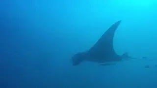 Great Manta Ray Approach