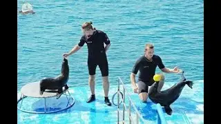 Biểu diễn C&aacute; heo Dolphin Show