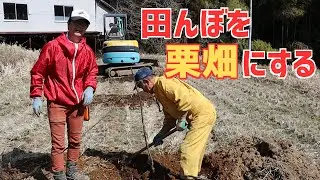 田んぼを栗畑に転換する！苗木植え初日は晴天で最高だった！