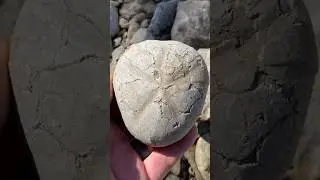 Large Sea Urchin Fossil found in North Texas creek - Echinoid - Macraster - #fossilhunting