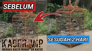 PUSING !! PART 2 KACER PLONGA PLONGO KITA RAWAT KASIH TERITORIAL