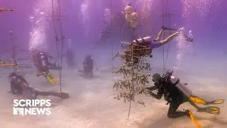 Urgent rescue mission to save endangered corals in Florida Keys