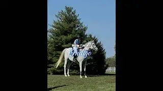 Now I&rsquo;m all indigo #horse #horseriding #equestrain #riding